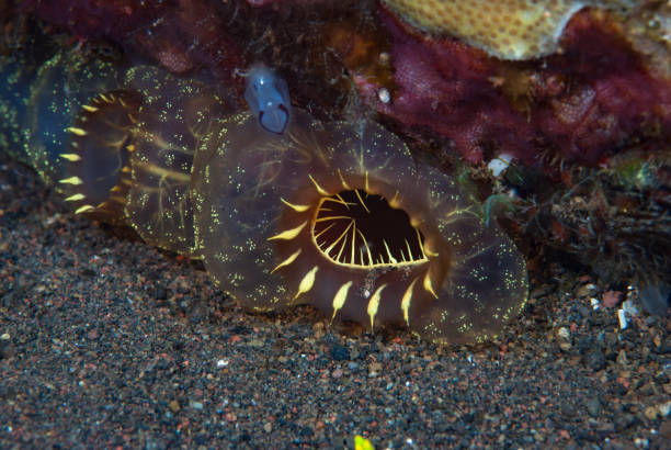 istock Solitary Tropical Ascidian 1489571284