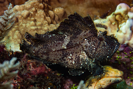 The Leaf Scorpionfish (Taenianotus triacanthus) is a small, benthic marine fish that is well-camouflaged for its reef-associated lifestyle. It is a cryptic ambush predator that relies on its red or yellow coloration and the ability to mimic its surroundings to blend in with the rocky or coral reefs it inhabits. Its elongated body, broad head, large eyes, and wide mouth are all perfectly adapted for its feeding strategy. The Leaf Scorpionfish is venomous, possessing spines on its pectoral, dorsal, and anal fins, which it uses for defense. This species is typically found in shallow waters and is active at night, preferring to be solitary. The Leaf Scorpionfish is widely distributed throughout the Indo-Pacific, occurring in the Indian and Pacific Oceans, and is an important component of marine biodiversity. However, its populations are threatened by overfishing and habitat destruction, highlighting the need for conservation measures to protect this unique and fascinating species.