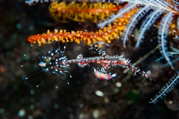 istock Ornate Ghost Pipefish Solenostomus paradoxus 1489571314
