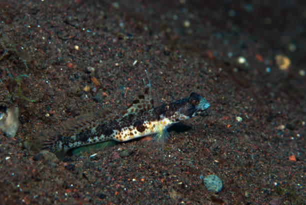 istock Monster Shrimpgoby Tomiyamichthys they 1489571852