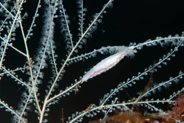 istock Poppe's spindle cowrie (Phenacovolva poppei) 1489571887