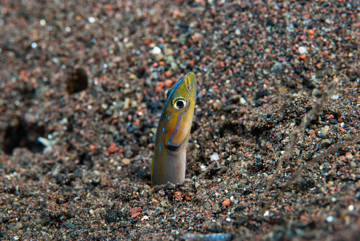 The Orange-striped Wormfish (Gunnellichthys viridescens) is a small, brightly colored fish that is found in the tropical waters of the Indo-Pacific region. It is a member of the family Ophichthidae, which is known as the worm eels. The Orange-striped Wormfish is a demersal fish, meaning that it lives on the bottom of the ocean. It is typically found in shallow reefs and lagoons, at depths of up to 100 meters.

The Orange-striped Wormfish is a small fish, reaching a maximum length of only about 10 centimeters. It has a slender, eel-like body that is covered with small scales. The head is small and pointed, with large eyes. The body is a pale green color with four to six orange stripes running along the length of the body. The fins are also orange.

The Orange-striped Wormfish is a shy fish and is not often seen by divers. It is a predator and feeds on small crustaceans and worms. The fish is not considered to be a game fish and is not often caught by anglers.