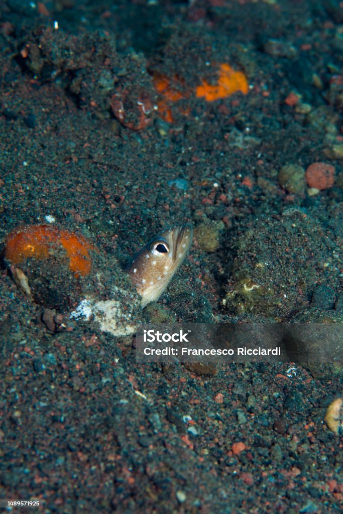 Java Spaghetti Eel Indian Spaghetti Eel Gorgasia Maculata Stock Photo - Download Image Now ...