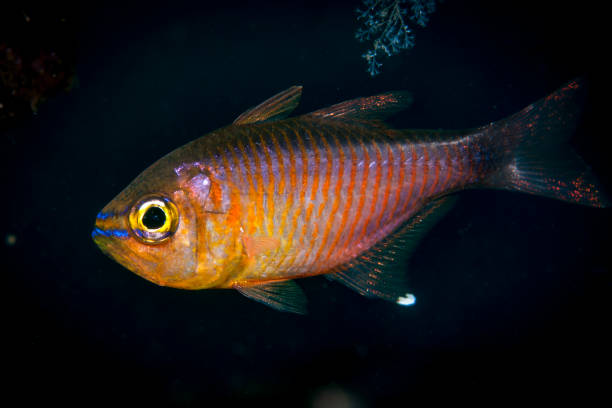 istock Painted Cardinalfsih Achamia fucata 1489572564