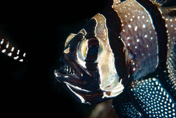 The Banggai Cardinalfish (Pterapogon kauderni) is a small, beautiful fish with distinct black and white stripes and a unique appearance that makes it a popular choice for aquariums. Native to the Banggai Islands in Indonesia, this fish is known for its playful and active behavior, making it a joy to watch in any underwater setting.
