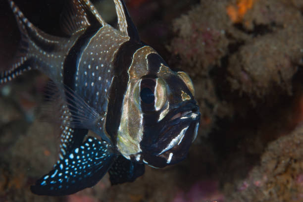 istock Banggai Cardinalfish Pterapogon kauderni 1489572566