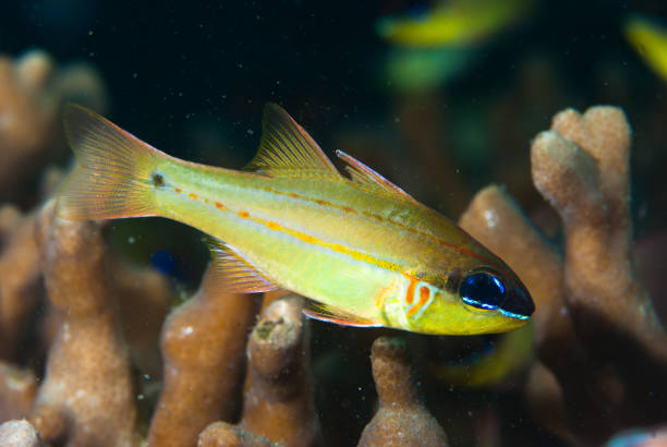 istock Cheek-Bar Cardinalfish Ostorhinchus sealei 1489573443