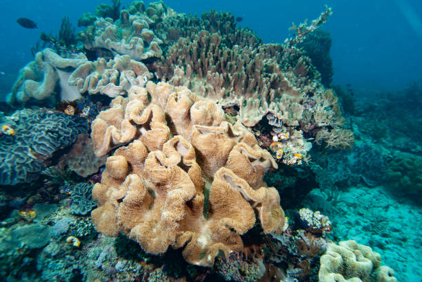 istock Leather Coral Sarcophyton sp. 1489573508