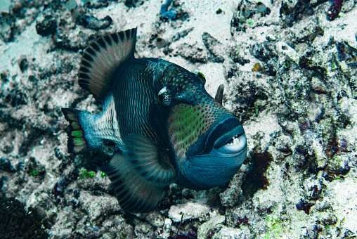 The Titan Triggerfish (Balistoides viridescens) is a large and colorful species of triggerfish that can be found in the Indo-Pacific region, from the Red Sea to Japan and Australia. It has a distinctively rounded head and a bulky body, which can reach up to 75 cm (29.5 inches) in length and weigh up to 10 kg (22 pounds). Its body is mostly dark greenish-blue, with a yellowish-green face and a bright yellow patch on its dorsal fin. The Titan Triggerfish is known for its aggressive behavior and territoriality, and it is a popular game fish among anglers.