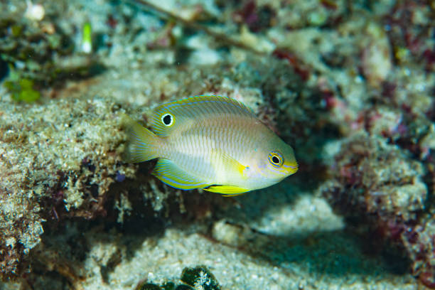 istock Ambon Damsel Pomacentrus amboinensis 1489573611