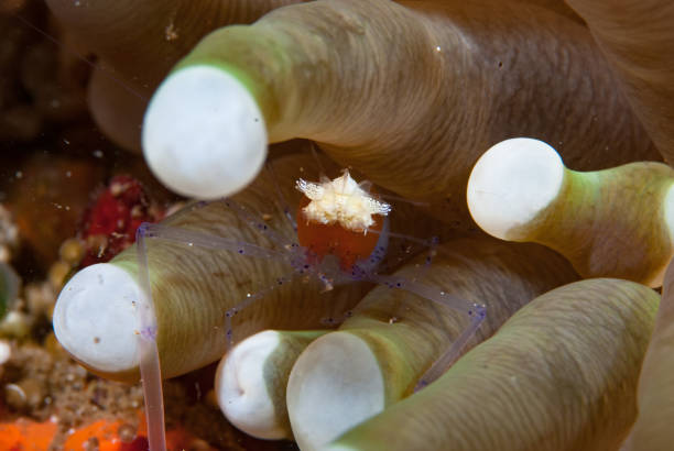 istock Popcorn Shrimp, Cuapetes kororensis 1489574099