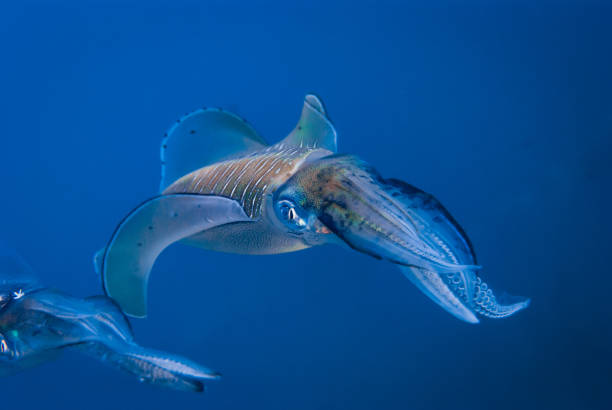 Indo-Pacific reef squid stock photo