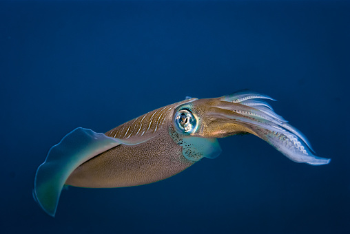 The Indo-Pacific reef squid, also known by its scientific name Sepioteuthis lessoniana, is a species of cephalopod mollusk belonging to the family Loliginidae. It is commonly found in the tropical and subtropical waters of the Indo-Pacific region, including the Indian Ocean, the Red Sea, and the western Pacific Ocean.

These squids have a unique and fascinating appearance. They have a torpedo-shaped body with a mantle that can reach lengths of up to 30 centimeters (12 inches) in adulthood. The mantle is soft and muscular, allowing the squid to propel itself through the water with remarkable speed and agility.

The coloration of the Indo-Pacific reef squid is highly variable and can change rapidly to match its surroundings, making it an expert in camouflage. The body typically features a combination of white, brown, red, or purple hues, which can be adjusted to blend in with coral reefs, sandy bottoms, or open water.

One of the distinguishing features of these squids is their large, expressive eyes. They have well-developed vision, enabling them to spot prey and predators in their environment. They also possess eight arms and two long tentacles equipped with suckers, which they use to capture and manipulate their prey.

Indo-Pacific reef squids are carnivorous and primarily feed on small fish, crustaceans, and other small invertebrates. They are active hunters and use their agile swimming and quick movements to capture their prey. They have a beak-like mouth that they use to tear apart their food before ingesting it.
