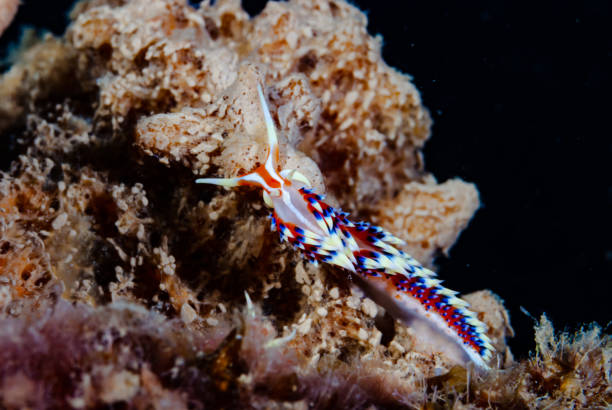 istock Calorie Indica Nudibranch 1489574769