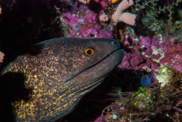 istock Giant Mooray Gymnothorax javanicus 1489575376