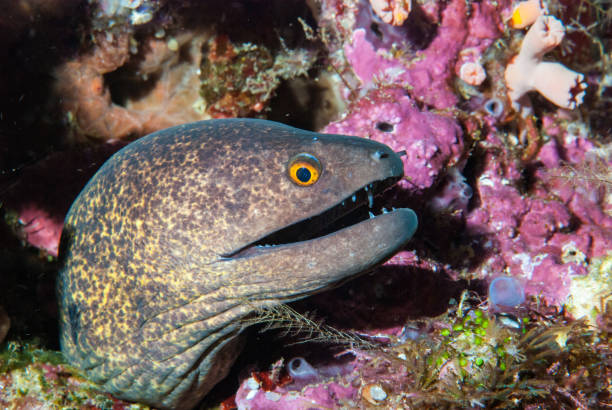 istock Giant Mooray Gymnothorax javanicus 1489575379