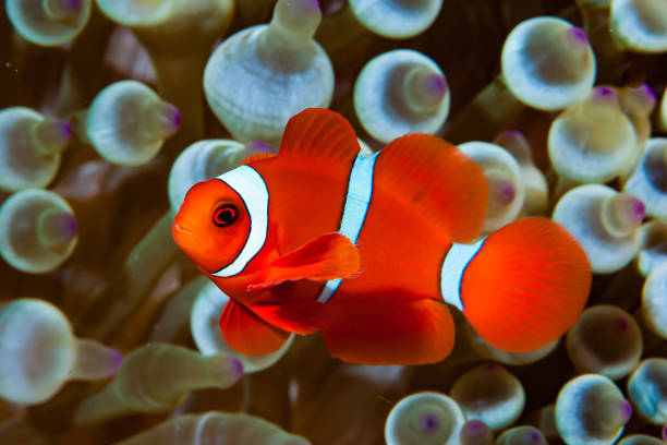 istock Spinecheek Anemonefish Amphiprion biaculeatus 1489575460