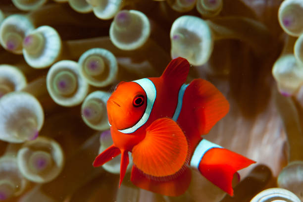 Spinecheek Anemonefish Amphiprion biaculeatus