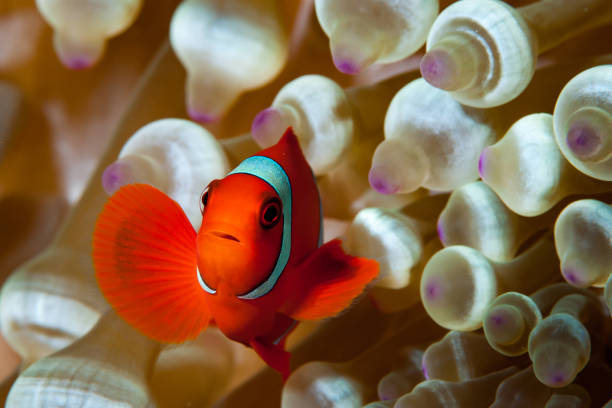 istock Spinecheek Anemonefish Amphiprion biaculeatus 1489575481