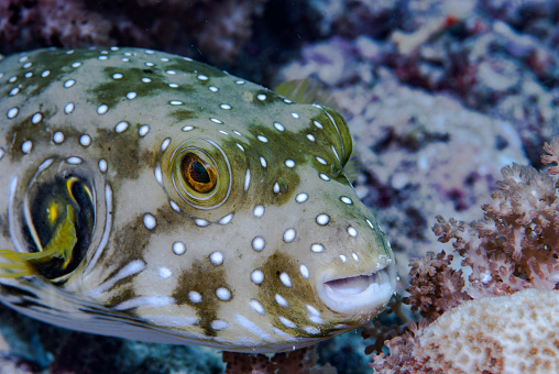 The spot-fin porcupinefish (Diodon hystrix), also known as the spotted porcupinefish, black-spotted porcupinefish or simply porcupinefish, is a member of the family Diodontidae.