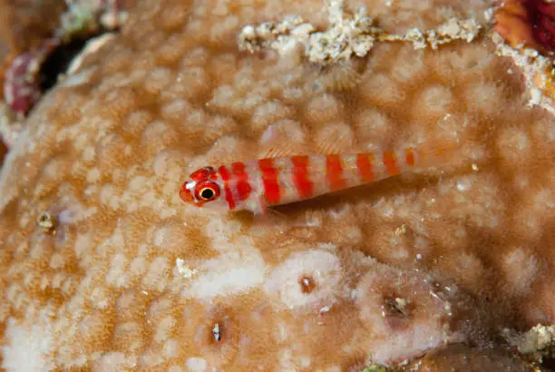 The Candycane Dwarfgoby (Trimma cana) is a small fish that is native to the western Pacific Ocean. It can be found from the Philippines to Palau, and it inhabits steep slopes on the outer side of reefs, preferring a hard coral substrate. This species can reach a length of 2.5 centimeters (0.98 in) SL.

The Candycane Dwarfgoby is a colorful fish, with a black body and alternating red and white stripes. It has a small head and a pointed snout, and its eyes are large and black. The fins are transparent, with the exception of the pelvic fins, which are red.

This species is a solitary fish, and it is not often seen in groups. It is a territorial fish, and it will defend its territory against other fish. The Candycane Dwarfgoby is a carnivore, and it feeds on small crustaceans and worms.

This species is not currently considered to be threatened or endangered. However, it is possible that its population could be affected by habitat loss and pollution.