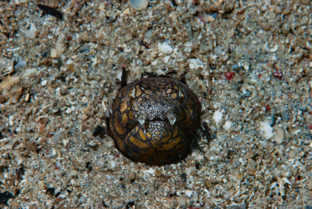istock Napoleon Snake Eel Ophichthus bonaparti 1489576058