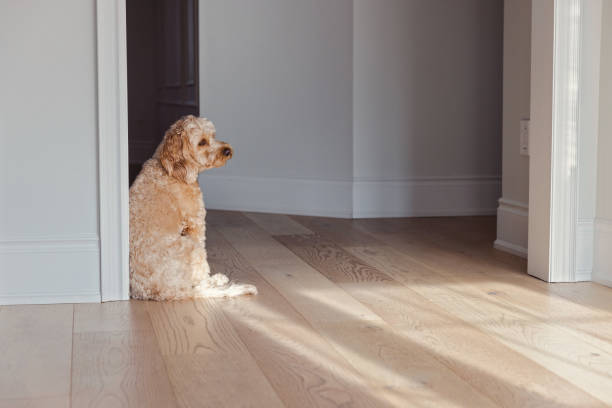 Dog Deep in Thought Cute dog sitting by a wall, looking out poodle color image animal sitting stock pictures, royalty-free photos & images