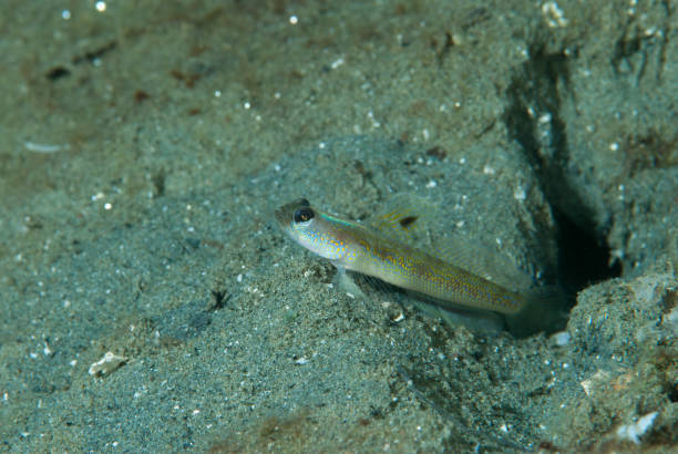 istock Spangled Shrimpgoby Vanderhorstia dorsomacula 1489576782