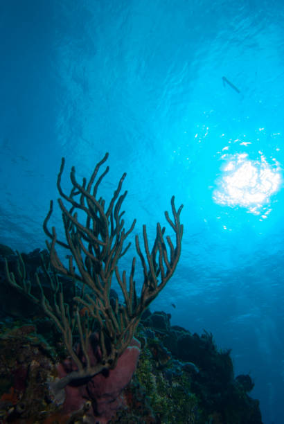 Cozumel Underwater Landscape stock photo