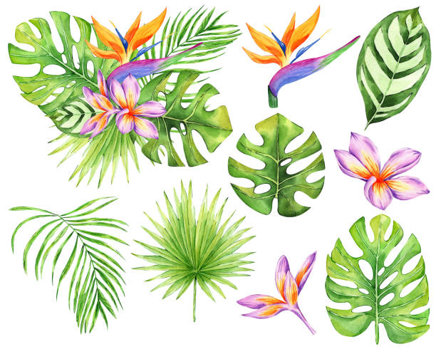 illustrations, cliparts, dessins animés et icônes de aquarelle composition des fleurs tropicales et des feuilles isolées sur fond blanc. plumeria dessiné à la main, strelitzia, feuilles de palmier, monstera. arrangement floral pour invitations de mariage, cartes de vœux - flower head botany florist forest