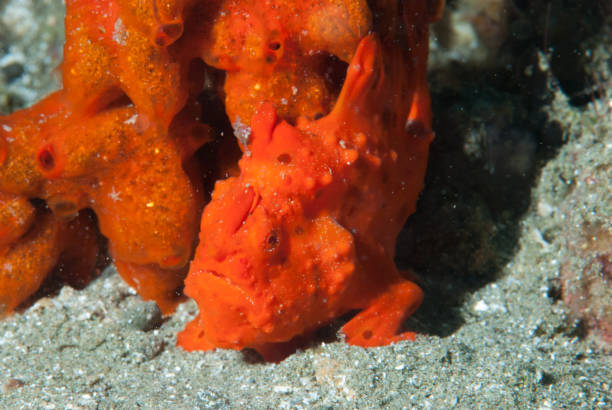 istock Painted frogfish Antennarius pictus 1489577207