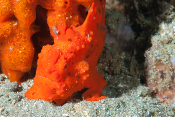istock Painted frogfish Antennarius pictus 1489577213