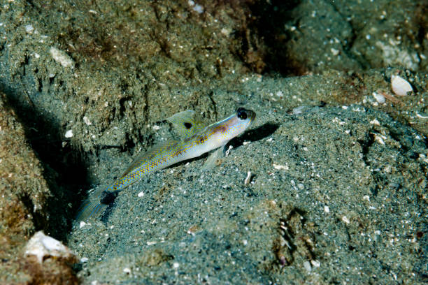 istock Spangled Shrimpgoby Vanderhorstia dorsomacula 1489577797