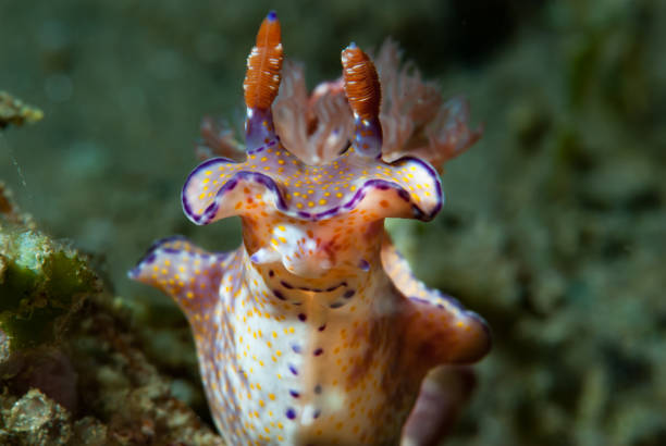 istock Ceratosoma tenue nudibranch 1489578423