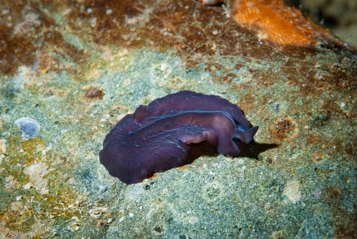 Flatworm