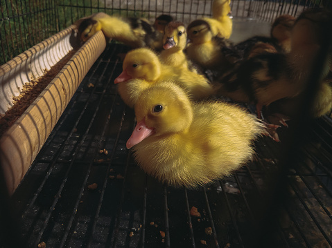 Ducklings are caged using cages made of iron bars.