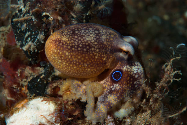istock Mototi Octopus Octopus mototi 1489579074