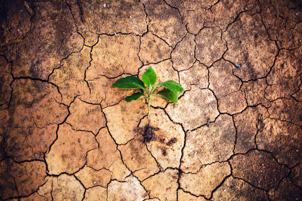 istock Top view a tree growing on cracked earth arid, and dehydrated. Saving the environment and Global warming concept 1489579236