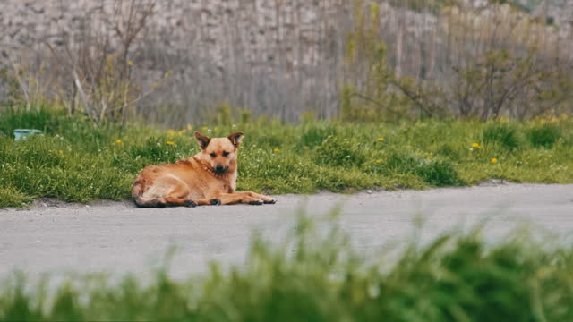 Stray Dog Lies by the Asphalt Road, Slow Motion