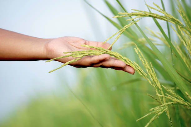 Thai jasmine rice paddy. Thai jasmine rice paddy on the hand of farmer. jasmine rice stock pictures, royalty-free photos & images