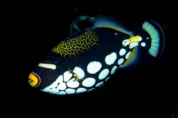 istock Clown Triggerfish Balistoides conspicillum 1489580165