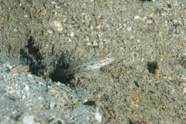 A Silverspot Shrimpgoby (Ctenogobiops crocineus) rests on the sandy bottom of a coral reef, blending in with its surroundings thanks to its mottled brown and white pattern. This small fish is often found in symbiotic relationships with pistol shrimp, sharing a burrow for mutual benefit. As it swims, its long dorsal fin and tail streamers trail behind it, creating a graceful silhouette. The Silverspot Shrimpgoby is a popular subject for underwater photographers and marine life enthusiasts.