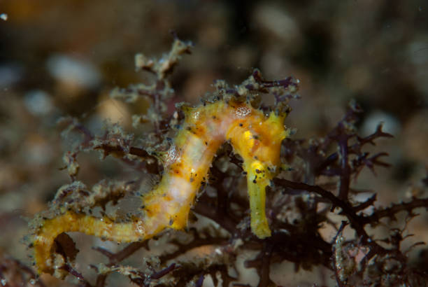 istock Thorny Seahorse Hippocampus histrix 1489580269