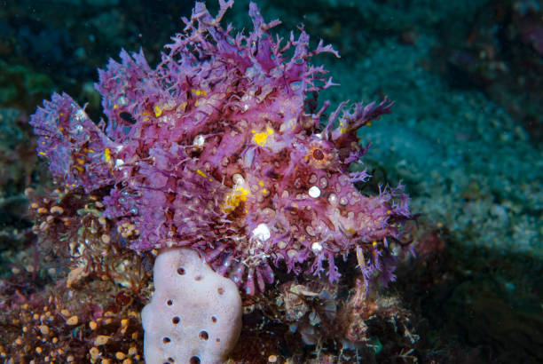 istock Weedy scorpionfish Rhinopias frondosa 1489580342