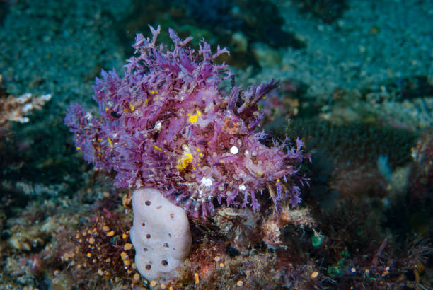 istock Weedy scorpionfish Rhinopias frondosa 1489580352