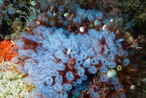 istock Bluebell Tunicate Clavelina moluccensis 1489580393