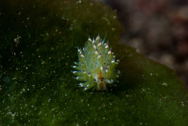 istock Costasiella kuroshimae 1489580593