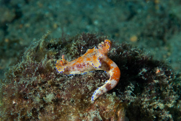 istock Ceratosoma tenue Nudibranch 1489580623