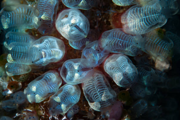istock Social Tunicate Clavelina obesa 1489580695