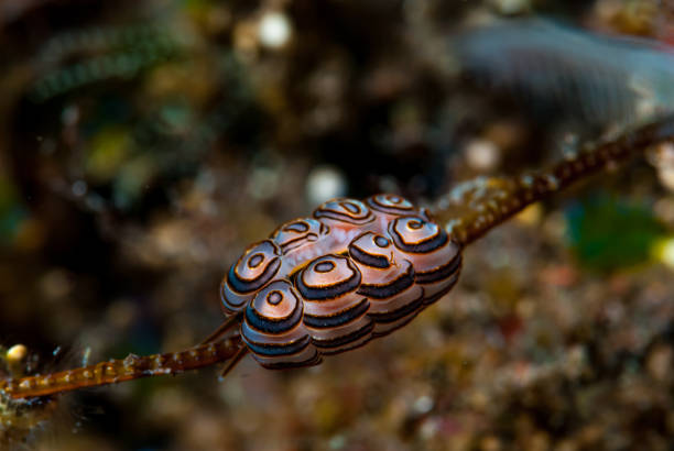 istock Donut Nudibranch Doto greenamyeri 1489580779